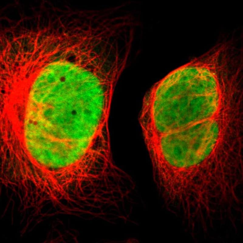 Staining of human cell line U-2 OS shows localization to nucleoplasm.
