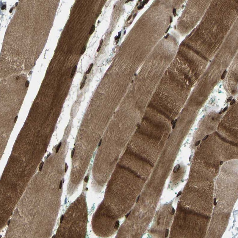 Immunohistochemistry-Paraffin SYNE1 Antibody - BSA Free