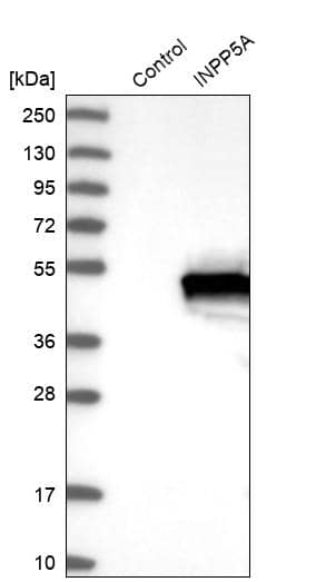 Analysis in control (vector only transfected HEK293T lysate) and INPP5A over-expression lysate (Co-expressed with a C-terminal myc-DDK tag (~3.1 kDa) in mammalian HEK293T cells).