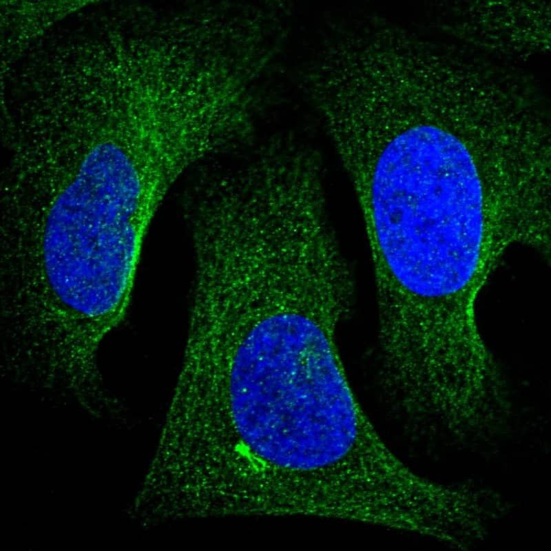 Staining of human cell line U-2 OS shows localization to microtubules.