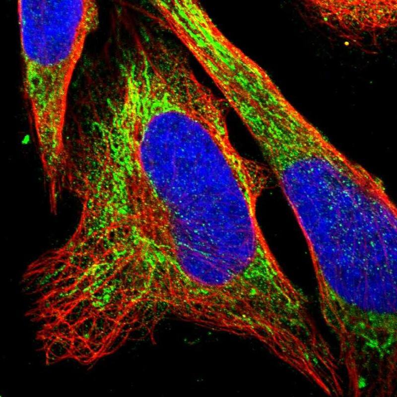 Staining of human cell line U-2 OS shows localization to cytosol & mitochondria.