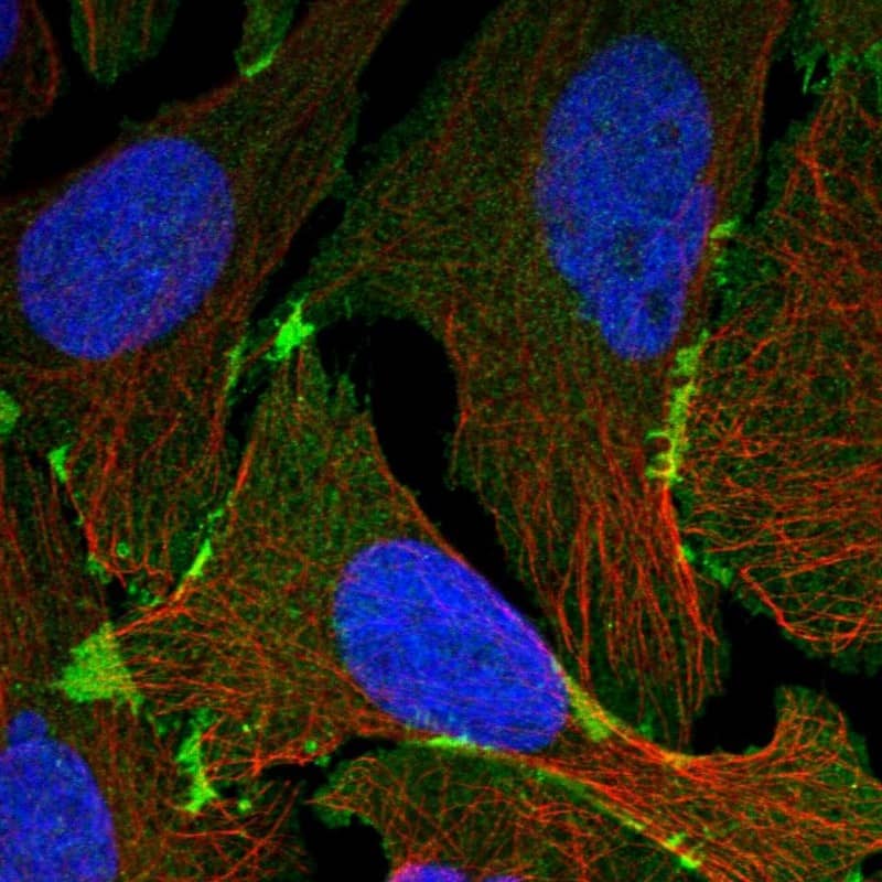 Staining of human cell line U-2 OS shows localization to plasma membrane.