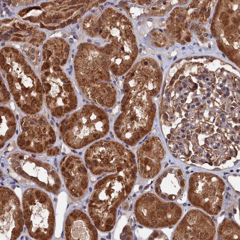 Immunohistochemistry-Paraffin PDE12 Antibody - BSA Free