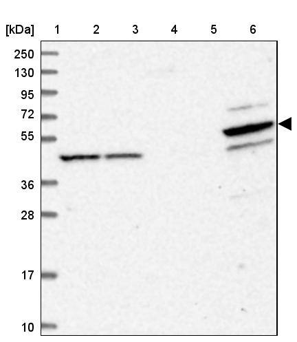 Western Blot PDE12 Antibody - BSA Free