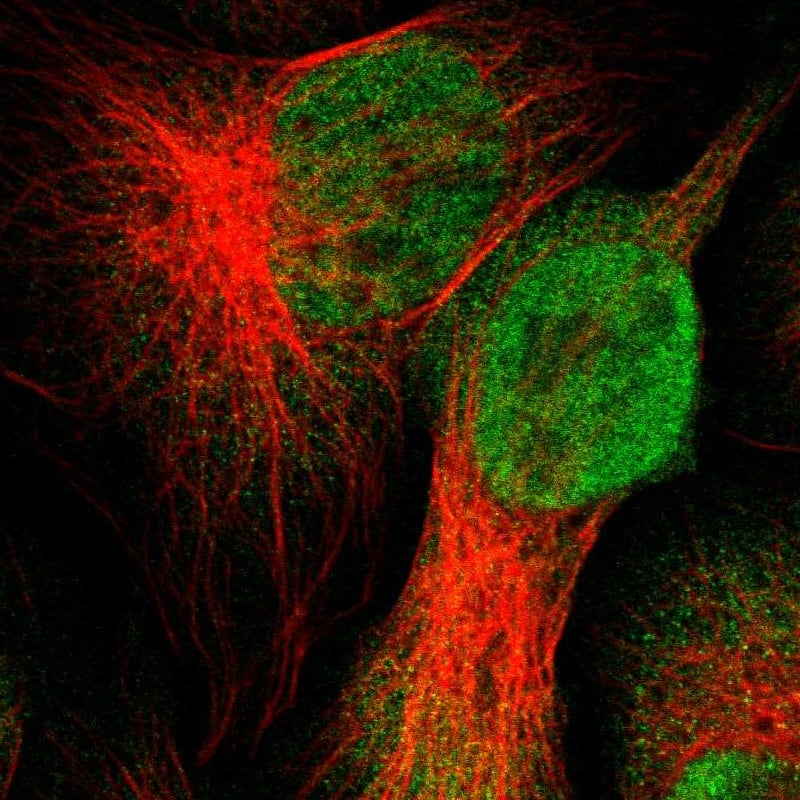 Immunocytochemistry/ Immunofluorescence UBXN1 Antibody - BSA Free
