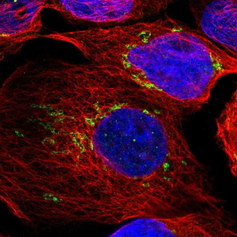 Immunocytochemistry/ Immunofluorescence TXNDC15 Antibody - BSA Free