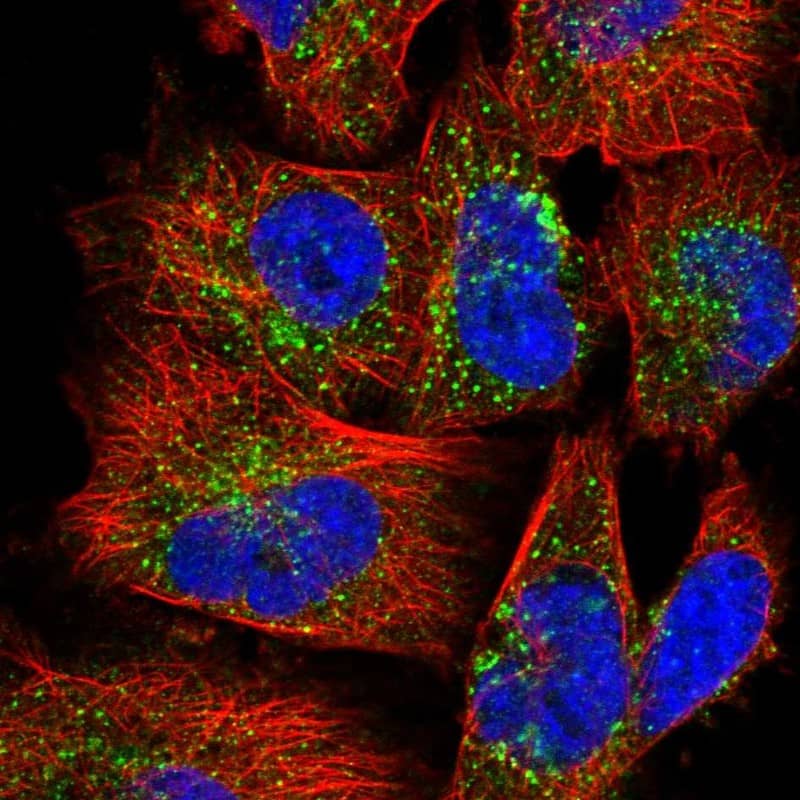 Immunocytochemistry/ Immunofluorescence FAM114A2 Antibody - BSA Free