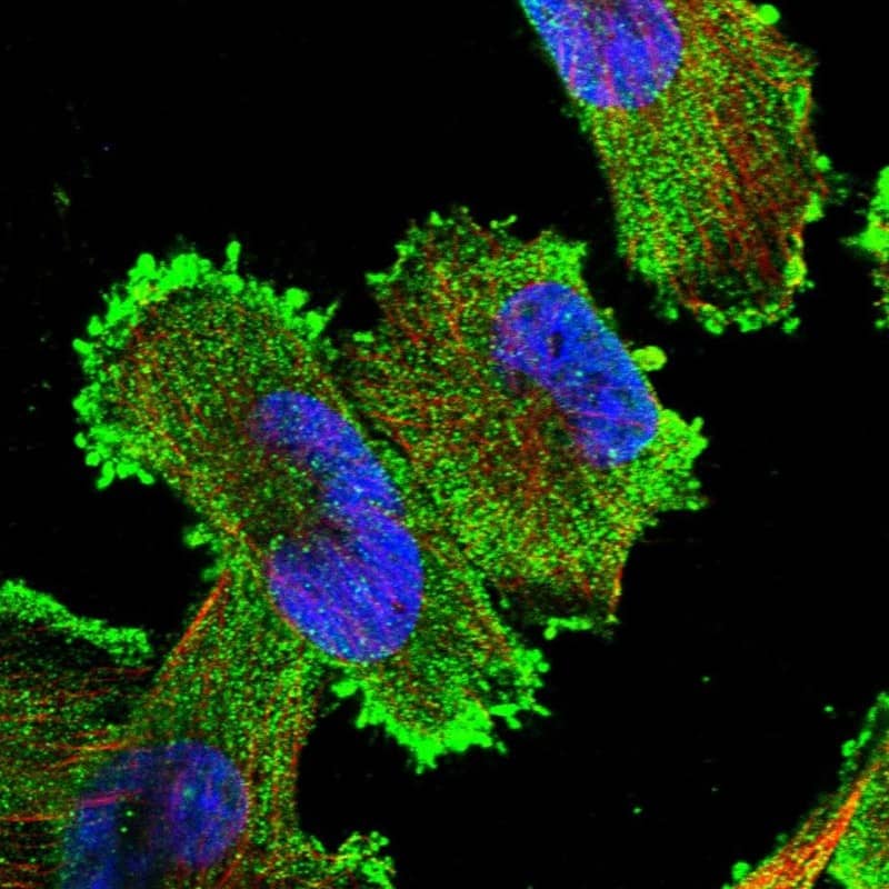 Immunocytochemistry/ Immunofluorescence Xrn1 Antibody - BSA Free