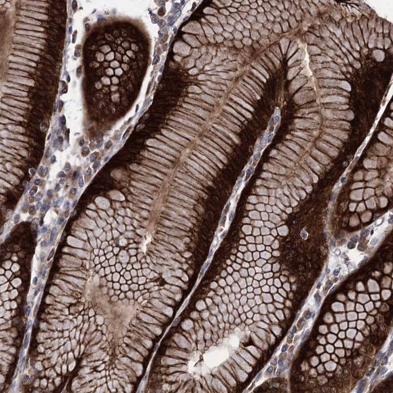 Staining of human stomach shows strong cytoplasmic positivity in glandular cells.