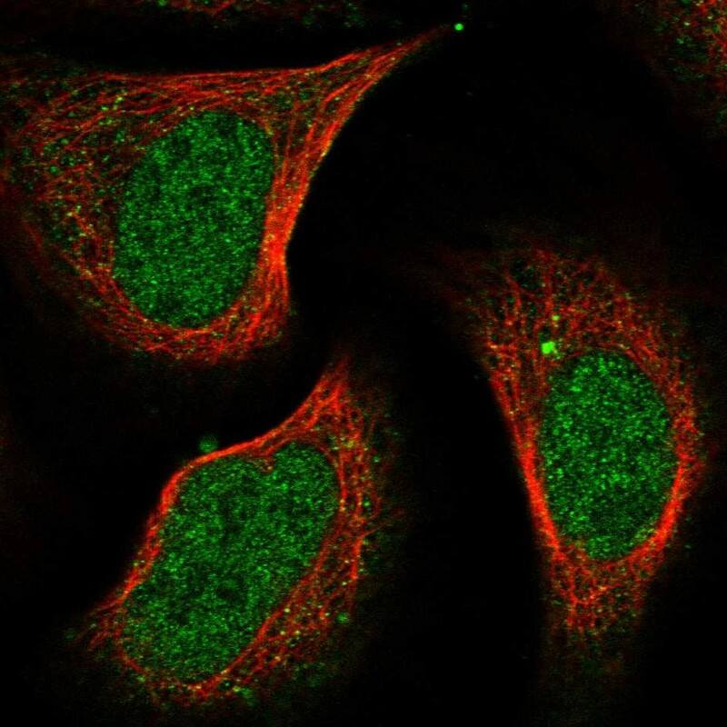Staining of human cell line U-2 OS shows localization to nucleoplasm.