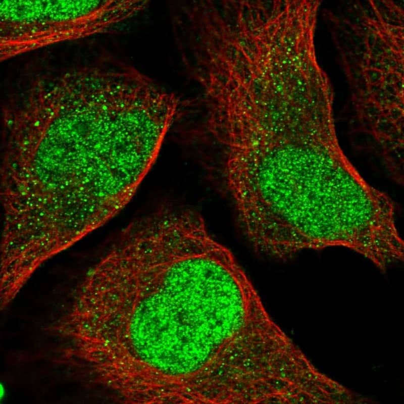 Staining of human cell line U-2 OS shows localization to nucleoplasm.