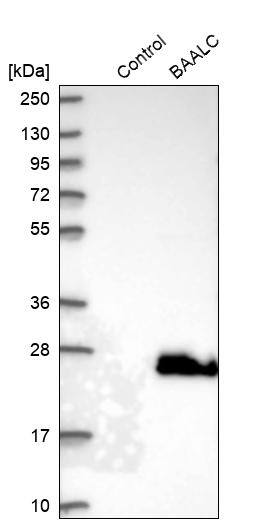 Analysis in control (vector only transfected HEK293T lysate) and BAALC over-expression lysate (Co-expressed with a C-terminal myc-DDK tag (~3.1 kDa) in mammalian HEK293T cells).