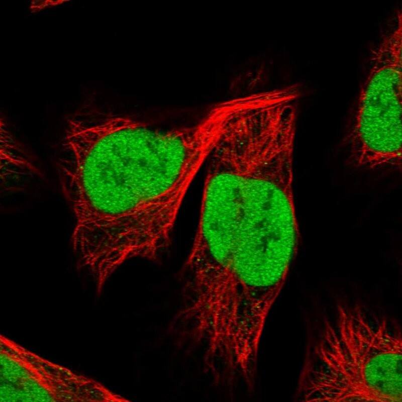 Staining of human cell line U-2 OS shows localization to nucleoplasm.