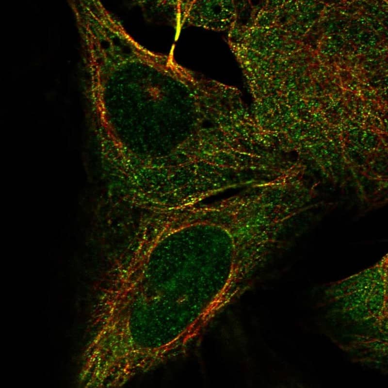 Immunocytochemistry/ Immunofluorescence KIF2B Antibody - BSA Free