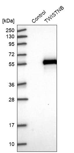 Analysis in control (vector only transfected HEK293T lysate) and TWISTNB over-expression lysate (Co-expressed with a C-terminal myc-DDK tag (~3.1 kDa) in mammalian HEK293T cells).