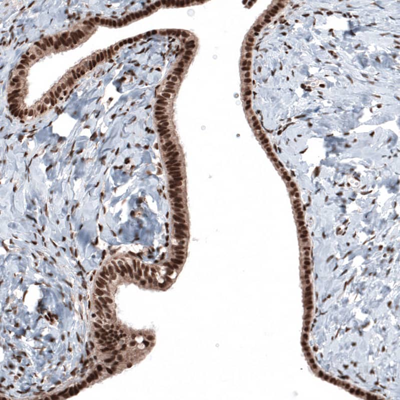Staining of human Fallopian tube shows strong nuclear positivity in glandular cells.
