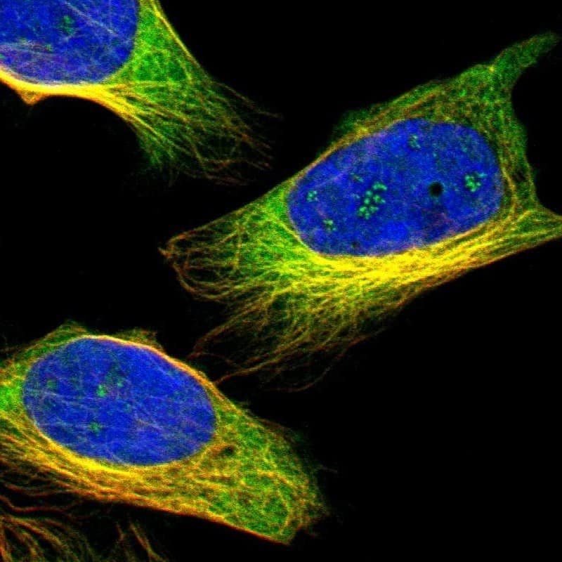 Staining of human cell line U-2 OS shows localization to nucleoli fibrillar center & microtubules.