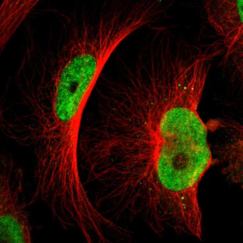 Staining of human cell line U-251 MG shows localization to nucleoplasm.