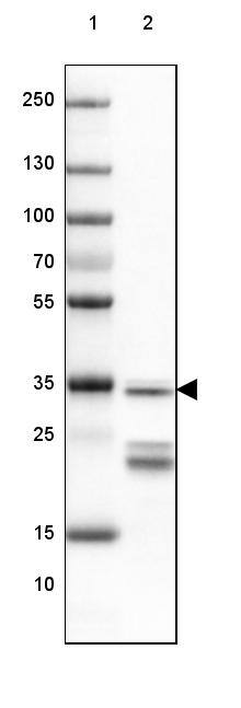 Lane 1: Marker [kDa] 250, 130, 100, 70, 55, 35, 25, 15, 10Lane 2: Mouse Cerebral Cortex tissue