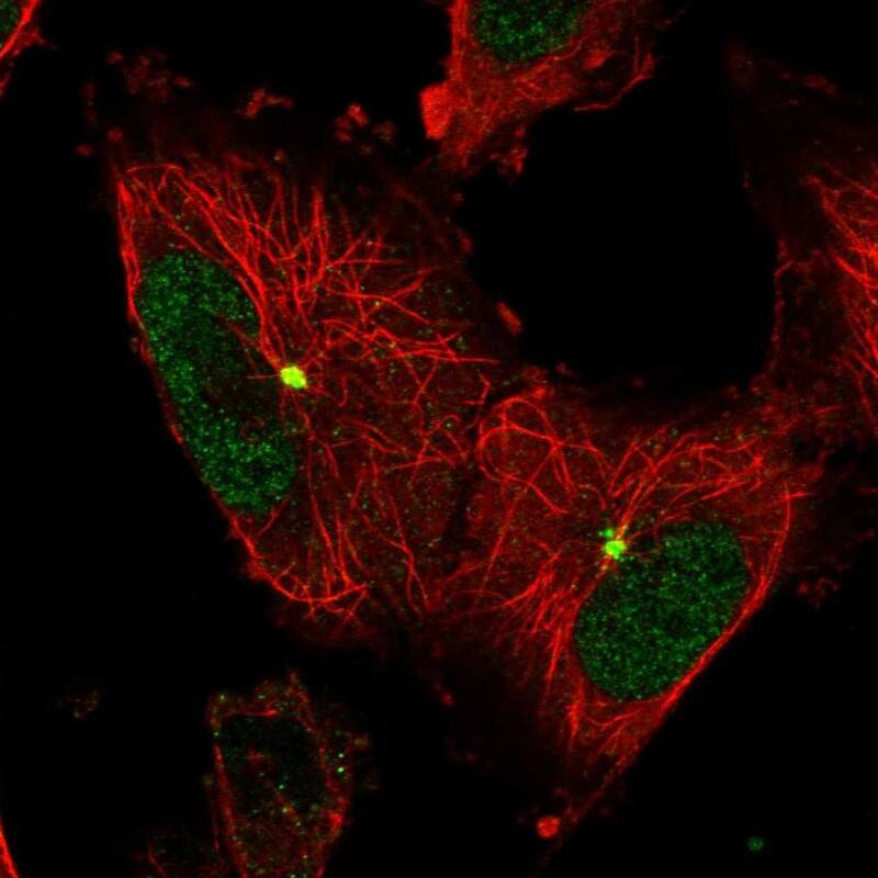Staining of human cell line U-251 MG shows localization to nucleoplasm & microtubule organizing center.