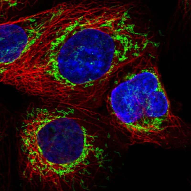 Staining of human cell line A-431 shows localization to mitochondria.