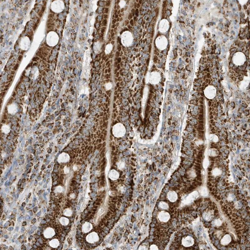 Staining of human duodenum shows strong cytoplasmic granular positivity in glandular cells.