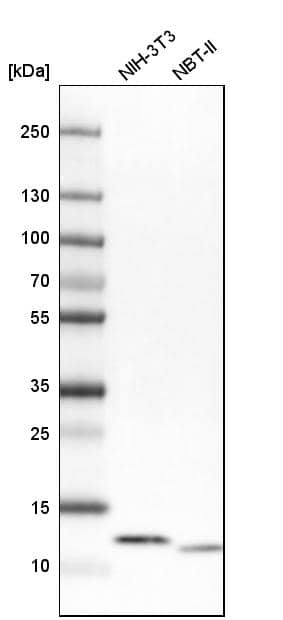 Analysis in mouse cell line NIH-3T3 and rat cell line NBT-II.