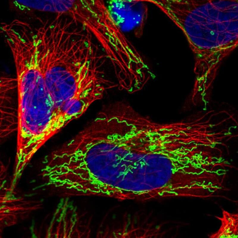 Staining of human cell line U-2 OS shows localization to mitochondria.