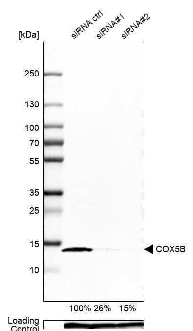 <b>Genetic Strategies Validation. </b>Analysis in Caco-2 cells transfected with control siRNA, target specific siRNA probe #1 and #2, using Anti-COX5B antibody. Remaining relative intensity is presented. Loading control: Anti-GAPDH.