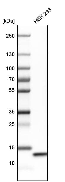 Analysis in human cell line HEK 293.