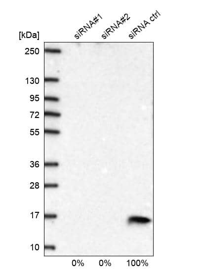 <b>Genetic Strategies Validation. </b>Analysis in U2OS cells transfected with control siRNA, target specific siRNA probe #1 and #2, using Anti-COX5B antibody. Remaining relative intensity is presented