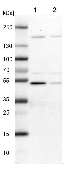Lane 1: NIH-3T3 cell lysate (Mouse embryonic fibroblast cells)Lane 2: NBT-II cell lysate (Rat Wistar bladder tumour cells)