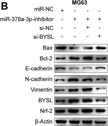 Western Blot BYSL Antibody - BSA Free