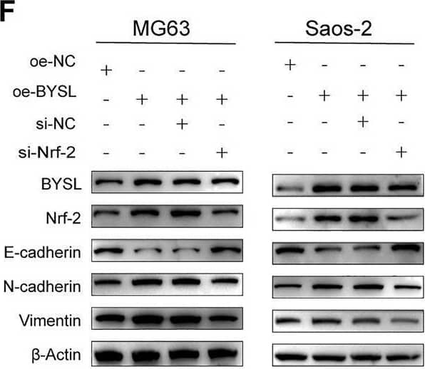Western Blot BYSL Antibody - BSA Free