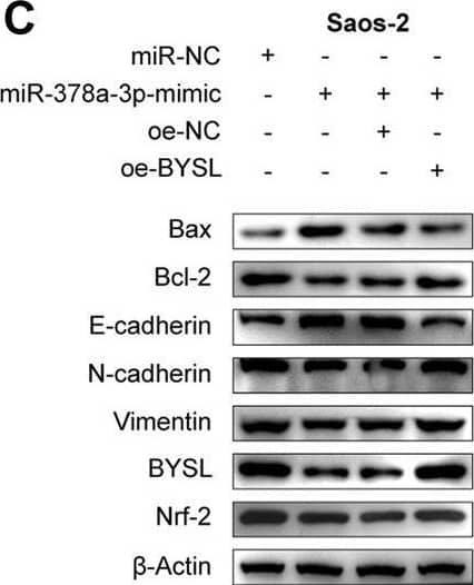 Western Blot BYSL Antibody - BSA Free