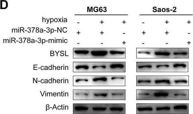 Western Blot BYSL Antibody - BSA Free