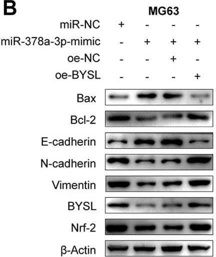 Western Blot BYSL Antibody - BSA Free