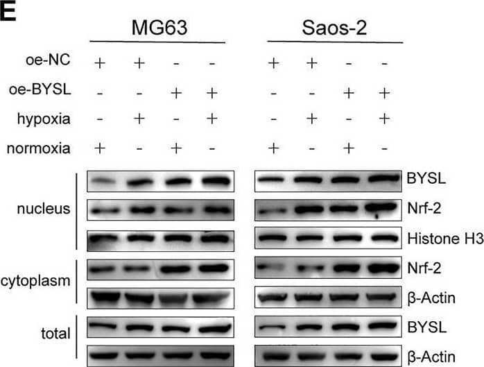 Western Blot BYSL Antibody - BSA Free