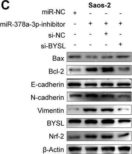 Western Blot BYSL Antibody - BSA Free