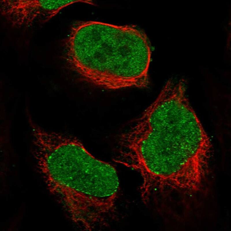 Staining of human cell line U-2 OS shows localization to nuclear bodies.