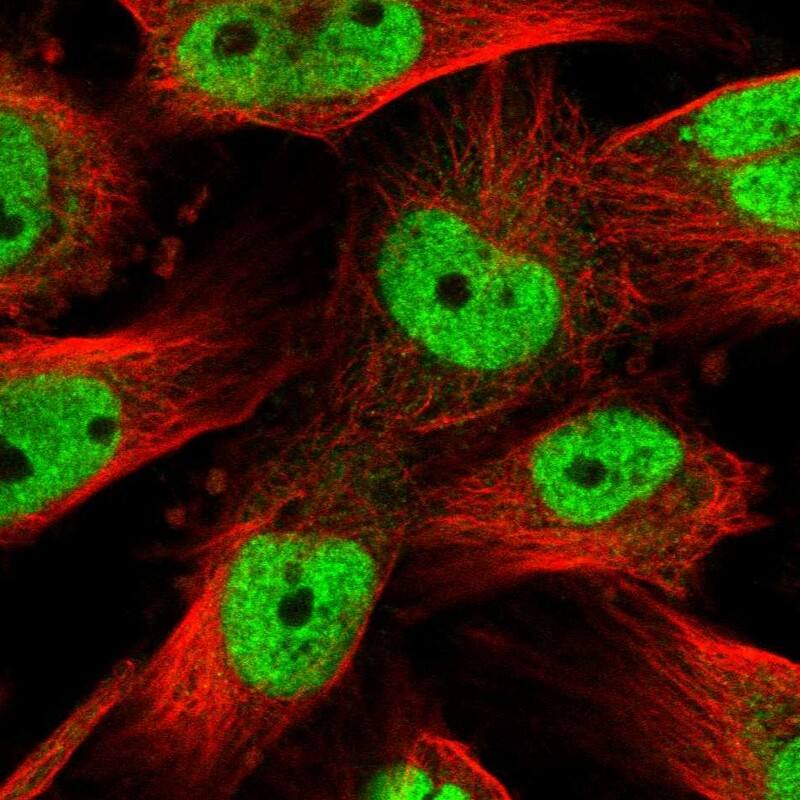 Staining of human cell line U-251 MG shows localization to nucleoplasm.