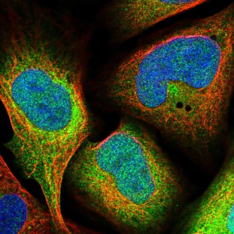 Staining of human cell line U-2 OS shows localization to nucleoplasm & cytosol.