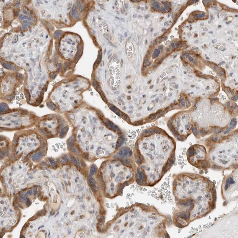Staining of human placenta shows strong cytoplasmic positivity in trophoblastic cells.