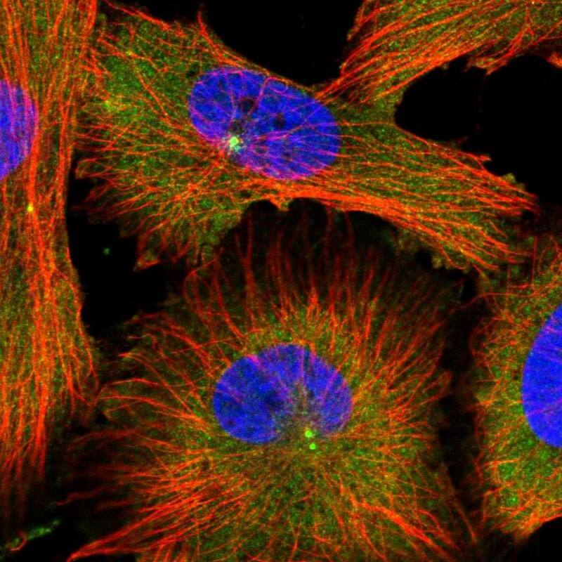 Staining of human cell line U-251 MG shows localization to cytosol & centrosome.