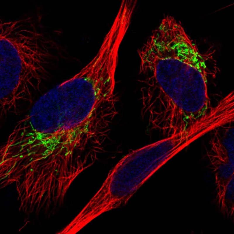 Immunocytochemistry/ Immunofluorescence MDH2 Antibody - BSA Free