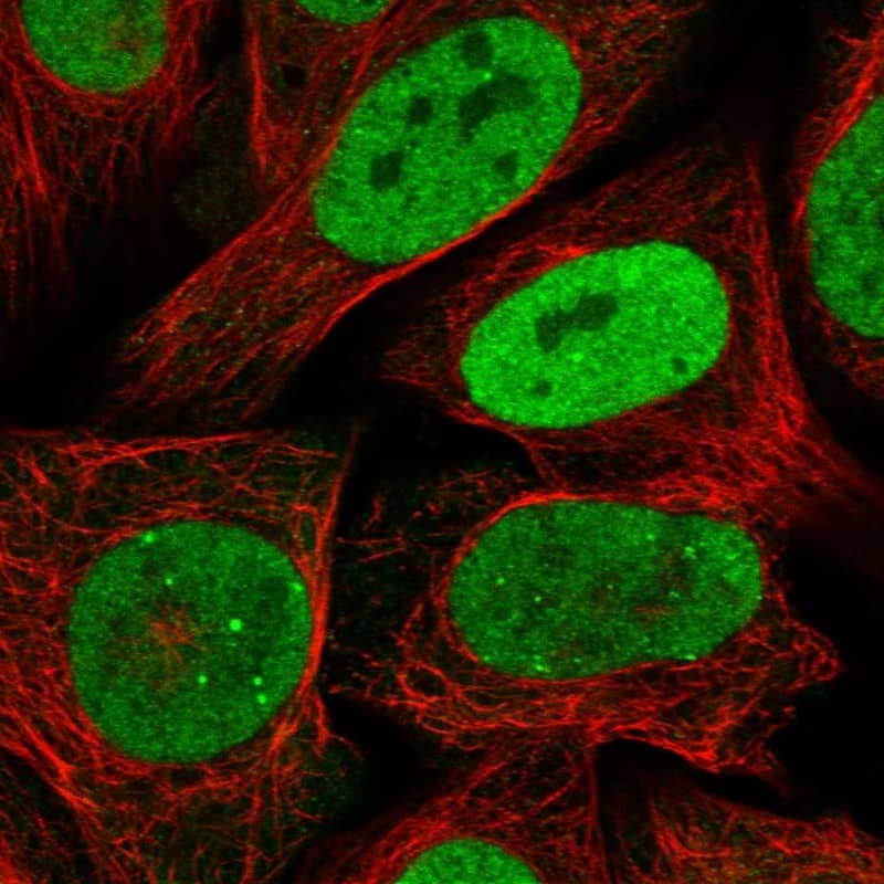 Staining of human cell line U-2 OS shows localization to nucleoplasm & nuclear bodies.