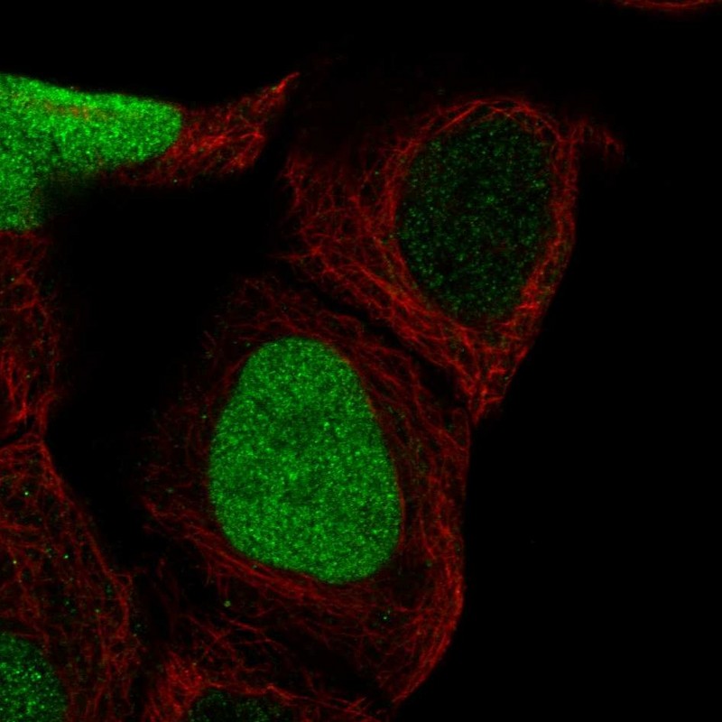 Immunocytochemistry/ Immunofluorescence CDCA5 Antibody - BSA Free