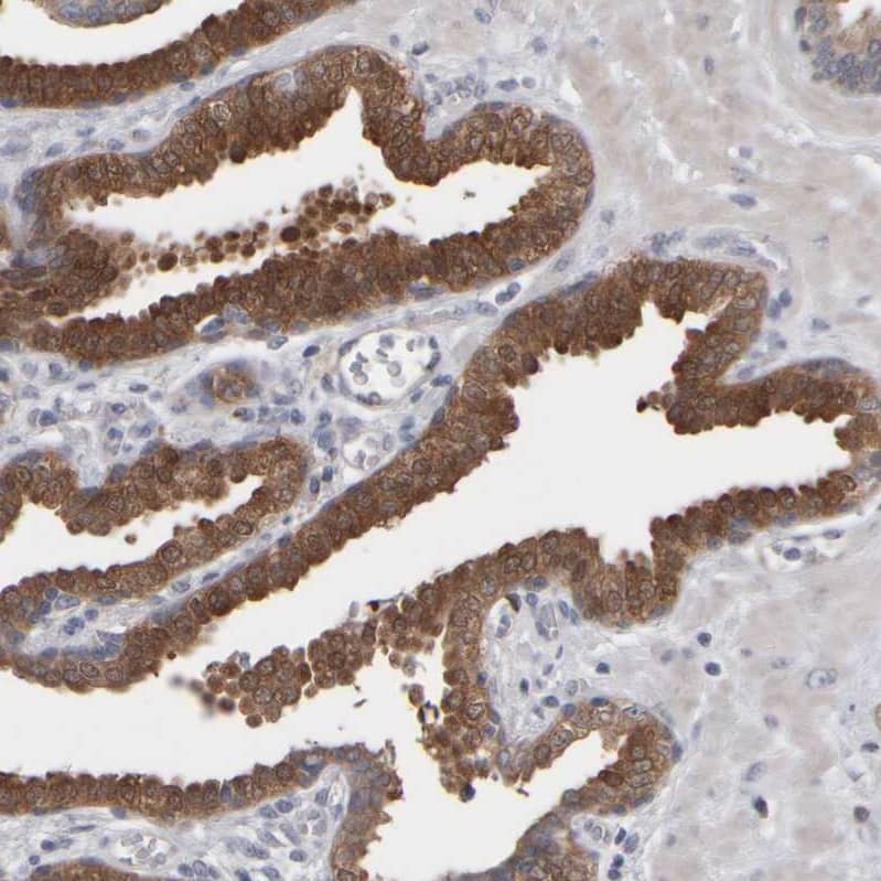 Staining of human prostate shows strong cytoplasmic positivity in glandular cells.