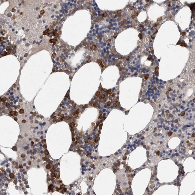 Staining of human bone marrow shows strong cytoplasmic positivity in bone marrow poietic cells.