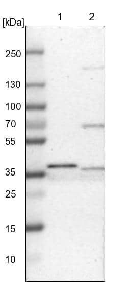 Western Blot CRYZ Antibody - BSA Free